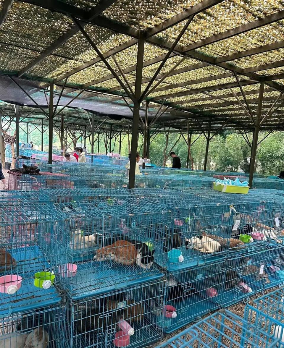 江苏查获违规运猫车救下900余只猫，部分伤重猫咪完成截肢，已有两只找到了主人