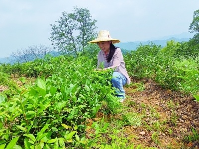科技点金,让野生古茶长出“黄金叶”